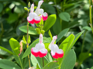 Pfirsichsalbei "Hot Lips"