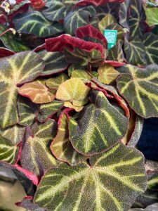 Begonia solimutata