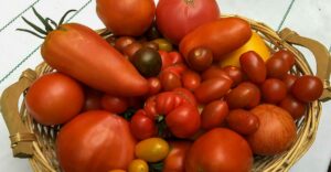 Tomaten