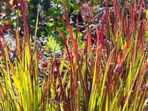 Blutgras
