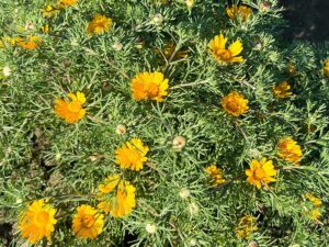 Arabische Ringelblume