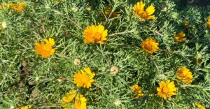 Arabische Ringelblume