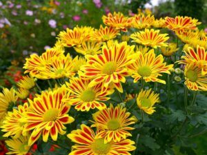 Chrysantheme - lauter kleine Sonnen