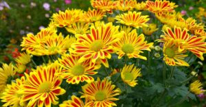 Chrysantheme - lauter kleine Sonnen