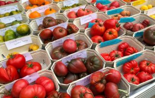 Verschiedene Tomatensorten - da ist für alle Geschmäcker was dabei