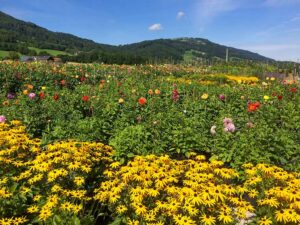 Sonnenhut und Dahlien im Herbst