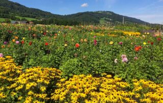 Sonnenhut und Dahlien im Herbst