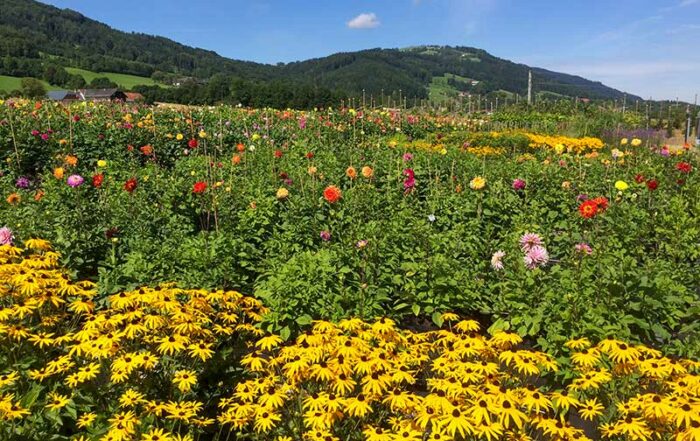 Sonnenhut und Dahlien im Herbst