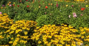 Sonnenhut und Dahlien im Herbst