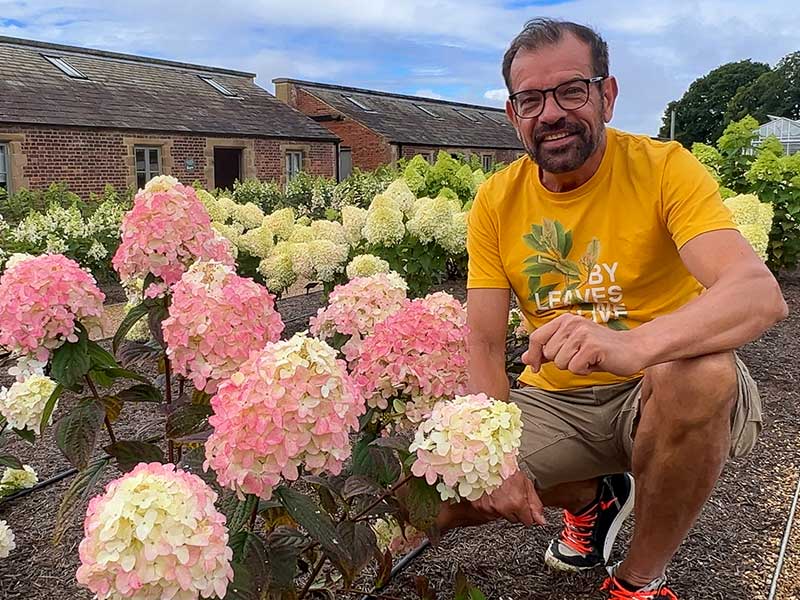 Ploberger beim Rispenhortensien-Test