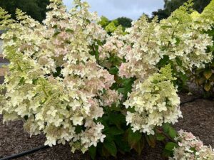 Rispenhortensie 'Confetti'