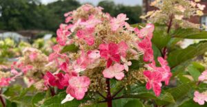 Rispenhortensie 'Early Harry'