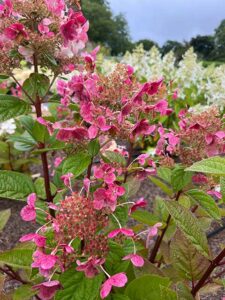 Rispenhortensie 'Early Sensation'