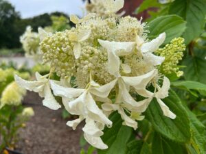 Rispenhortensie 'Le Vasterival'
