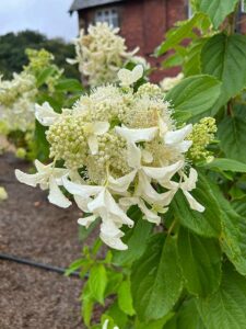 Rispenhortensie 'Le Vasterival'