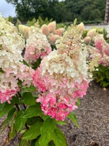 Rispenhortensie 'Pinky Winky'