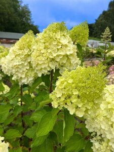 Rispenhortensie 'Polar Bear'
