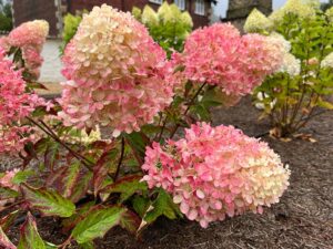 Rispenhortensie 'Raspberry pink'