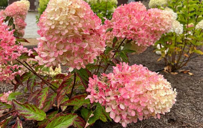 Rispenhortensie 'Raspberry pink'