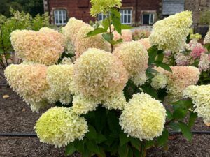 Rispenhortensie 'Sky Fall'