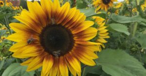Sonnenblume Firecracker