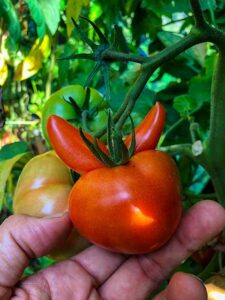 Tomaten