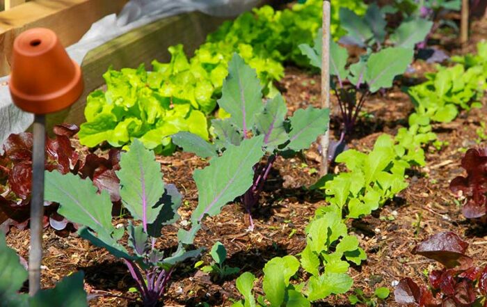 Gem&uuml;segarten, Selbstversorgergarten - Radieschen und Kohlrabi