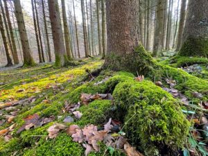 Moos im Wald