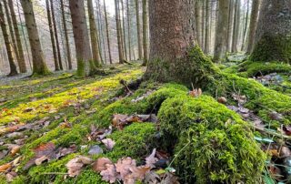 Moos im Wald