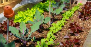 Gemüsegarten, Selbstversorgergarten - Radieschen und Kohlrabi