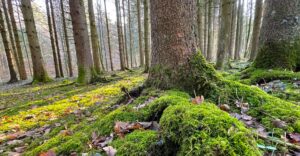 Moos im Wald