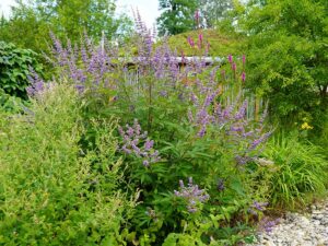 Natur im Garten (Bild: Leopold Mayrhofer/Natur im Garten)