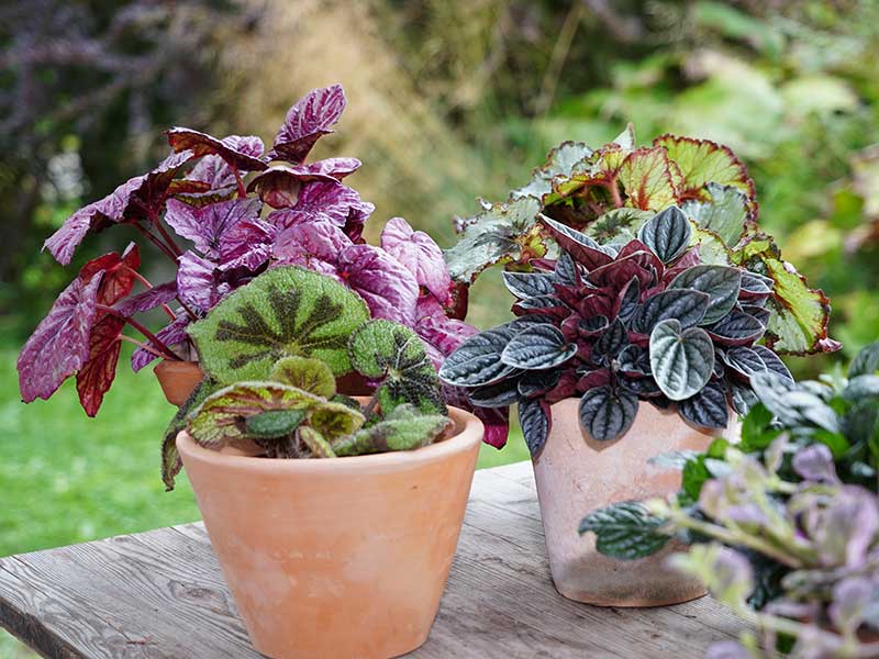 Natur im Garten (Bild: Leopold Mayrhofer/Natur im Garten)