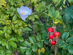 Kartoffelrose und Hagebutten