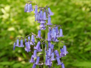 Bluebells - die Nationalblume der Briten