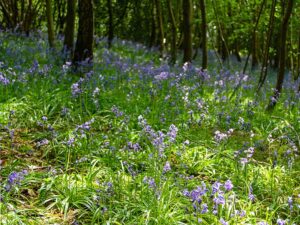 Bluebells