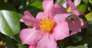 Herbst Kamelie (Camelia sasanqua)