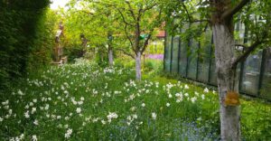 Narzissenwiese im Obstgarten