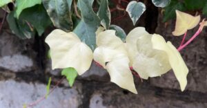 Fast weiße Efeu-Blätter