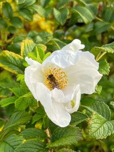 Kartoffelrose mit Biene