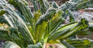 Kohl als Superfood