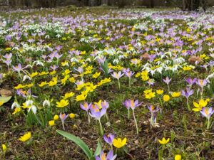 Krokusse, Winterliche und Schneeglöckchen