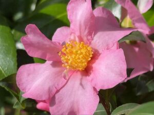 Herbst Kamelie (Camelia sasanqua)