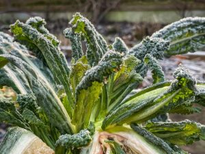 Kohl als Superfood