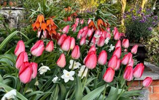 Tulpenbl&uuml;te