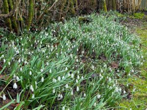 Wildsträucherhecke und Schneeglöckchenteppich