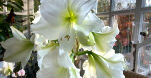 Weiße Amaryllis-Blüte