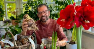 Ploberger mit Amaryllis