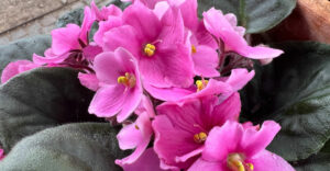 Rosa Usambaraveilchen