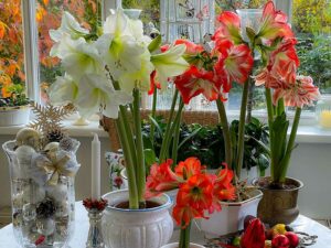 Amaryllis - blüht im Advent